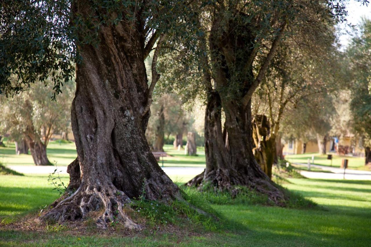Uliveto Principessa Resort Cittanova  Esterno foto